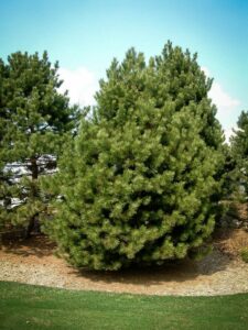 Сосна Чёрная (Pinus Nigra) купить по цене от 270.00р. в интернет-магазине «Посадика» с доставкой почтой в в Угличе и по всей России – [изображение №1].