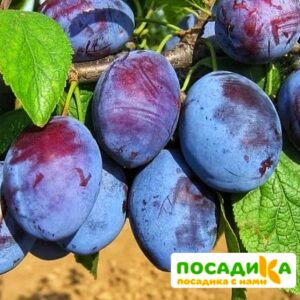 Слива Чачакская ранняя купить по цене от 229.00р. в интернет-магазине «Посадика» с доставкой почтой в в Угличе и по всей России – [изображение №1].