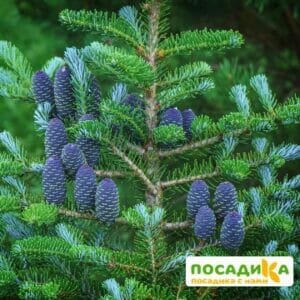 Пихта корейская (Abies koreana) купить по цене от 450.00р. в интернет-магазине «Посадика» с доставкой почтой в в Угличе и по всей России – [изображение №1].