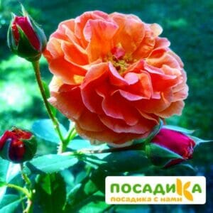 Роза Арабия купить по цене от 350.00р. в интернет-магазине «Посадика» с доставкой почтой в в Угличе и по всей России – [изображение №1].