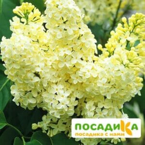 Сирень Примроуз (Primrose) купить по цене от 529.00р. в интернет-магазине «Посадика» с доставкой почтой в в Угличе и по всей России – [изображение №1].