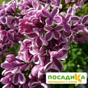 Сирень Сенсация купить по цене от 529.00р. в интернет-магазине «Посадика» с доставкой почтой в в Угличе и по всей России – [изображение №1].