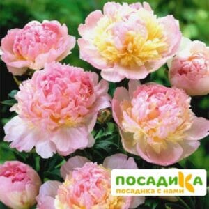 Пион Распберри Сандей (Paeonia Raspberry Sundae) купить по цене от 959р. в интернет-магазине «Посадика» с доставкой почтой в в Угличе и по всей России – [изображение №1].