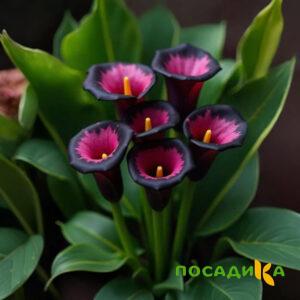 Калла Аура Лейс купить по цене от 400р. в интернет-магазине «Посадика» с доставкой почтой в в Угличе и по всей России – [изображение №1].