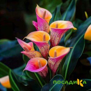 Калла Оникс купить по цене от 450р. в интернет-магазине «Посадика» с доставкой почтой в в Угличе и по всей России – [изображение №1].