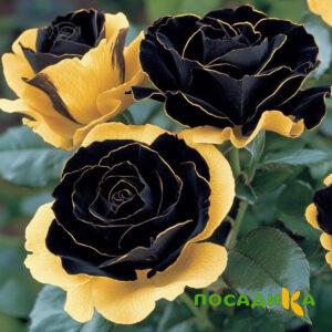 Роза Ханни Сикл купить по цене от 700р. в интернет-магазине «Посадика» с доставкой почтой в в Угличе и по всей России – [изображение №1].