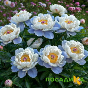 Пион акварельный Этюд купить по цене от 806р. в интернет-магазине «Посадика» с доставкой почтой в в Угличе и по всей России – [изображение №1].