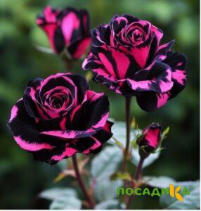 Роза Багровый Шепот купить по цене от 366р. в интернет-магазине «Посадика» с доставкой почтой в в Угличе и по всей России – [изображение №1].