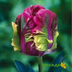 Тюльпан Экзотик Хэвен купить по цене от 186р. в интернет-магазине «Посадика» с доставкой почтой в в Угличе и по всей России – [изображение №1].